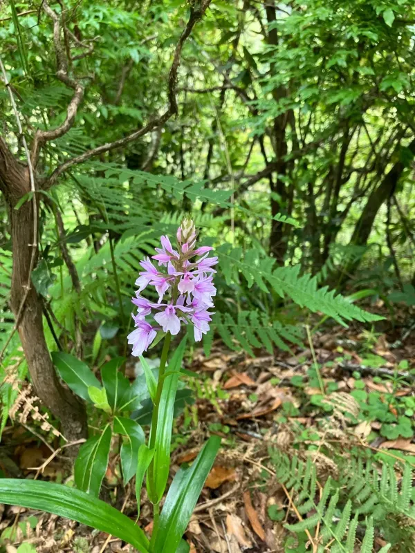 Madeira orchid