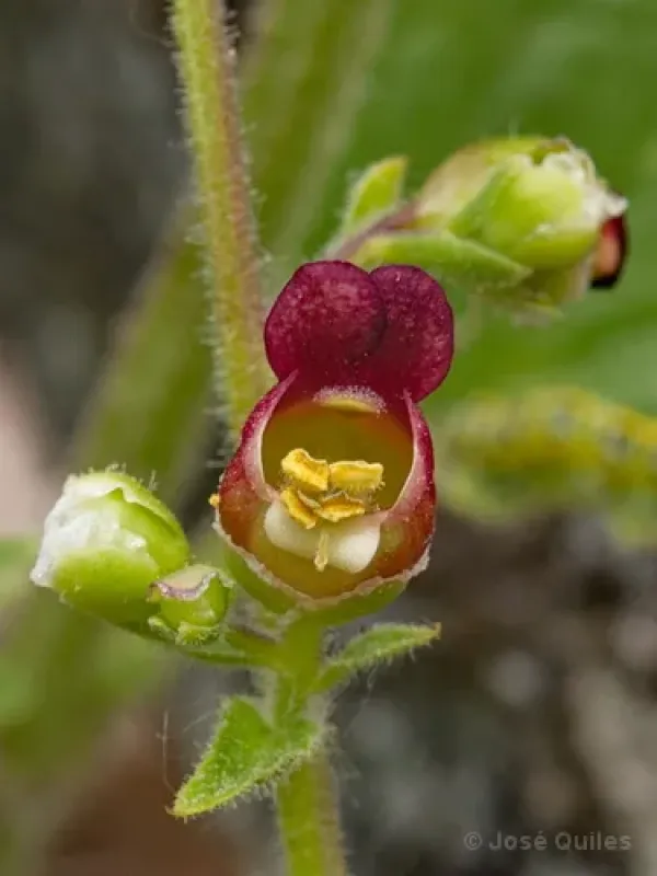 Scrophularia bourgaeana