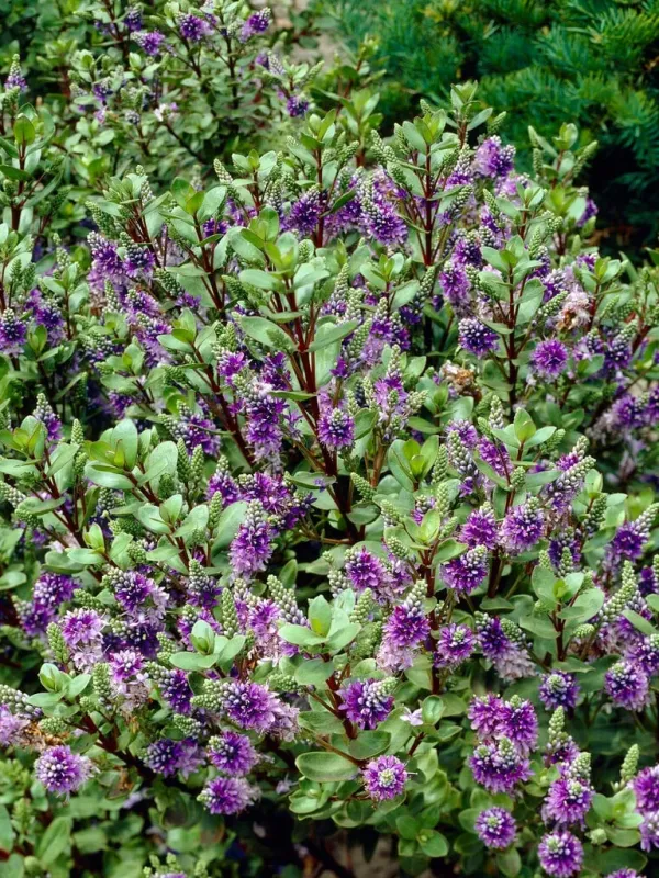 Veronica lewisii