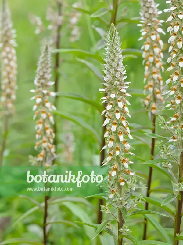 Digitalis leucophaea