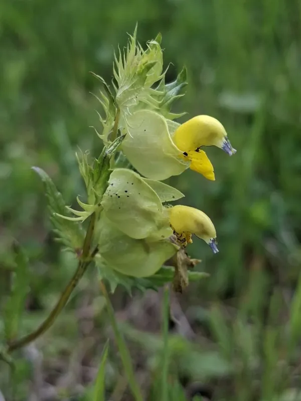 Rhinanthus glacialis