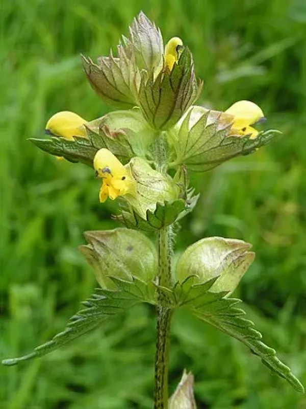 Wagner's Yellow Rattle