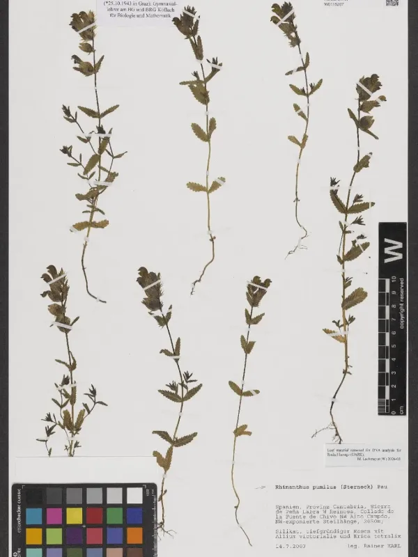 Rhinanthus pumilus