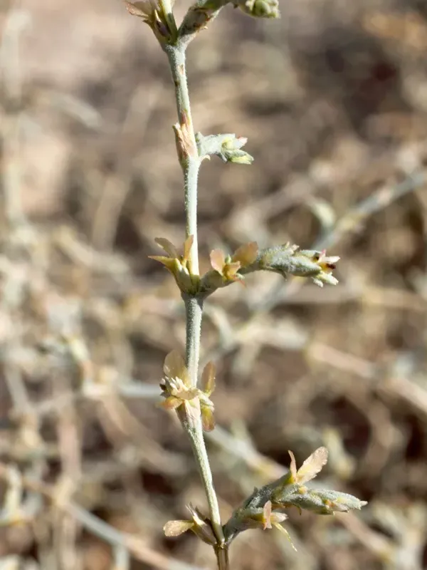 Girgensohnia oppositiflora