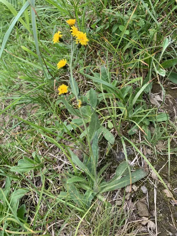 Japanese hawkweed