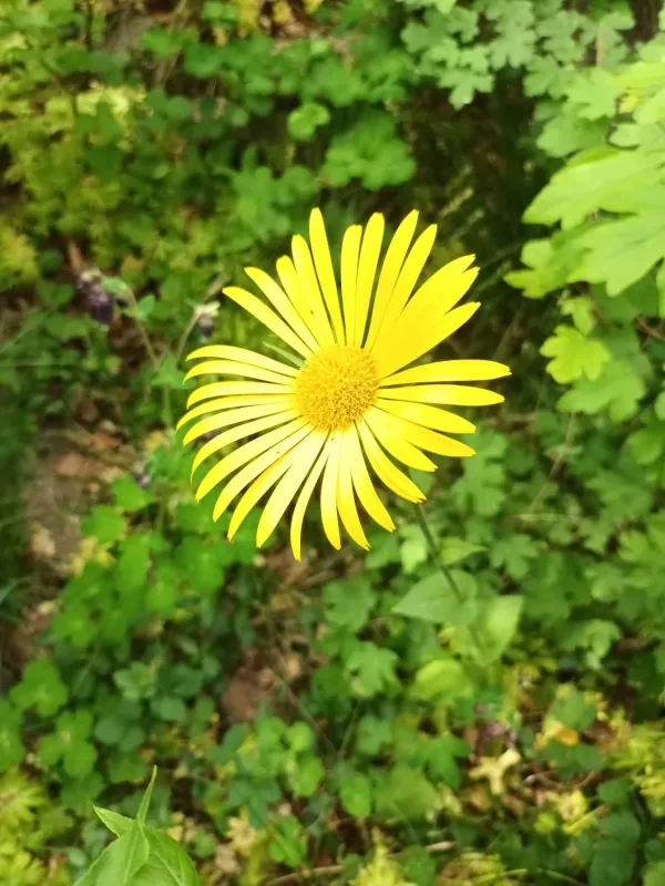 Doronicum excelsum