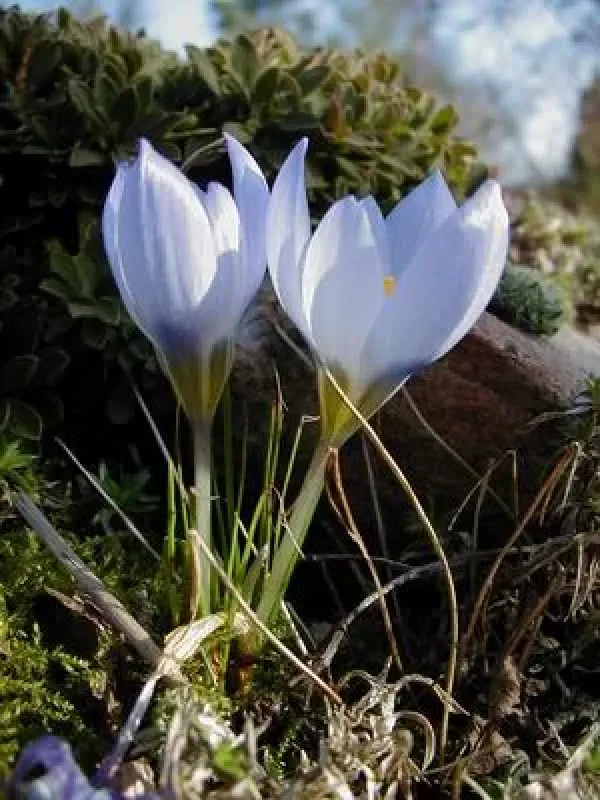 Abant Crocus