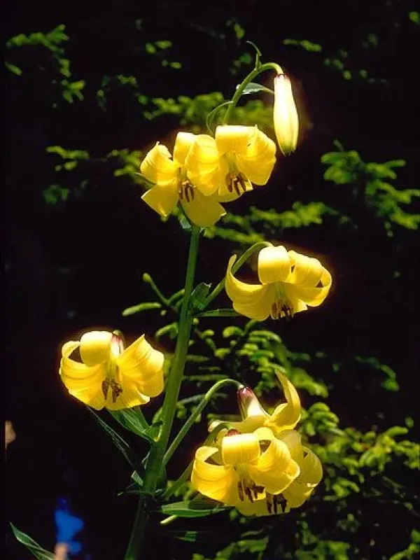 Armenian lily