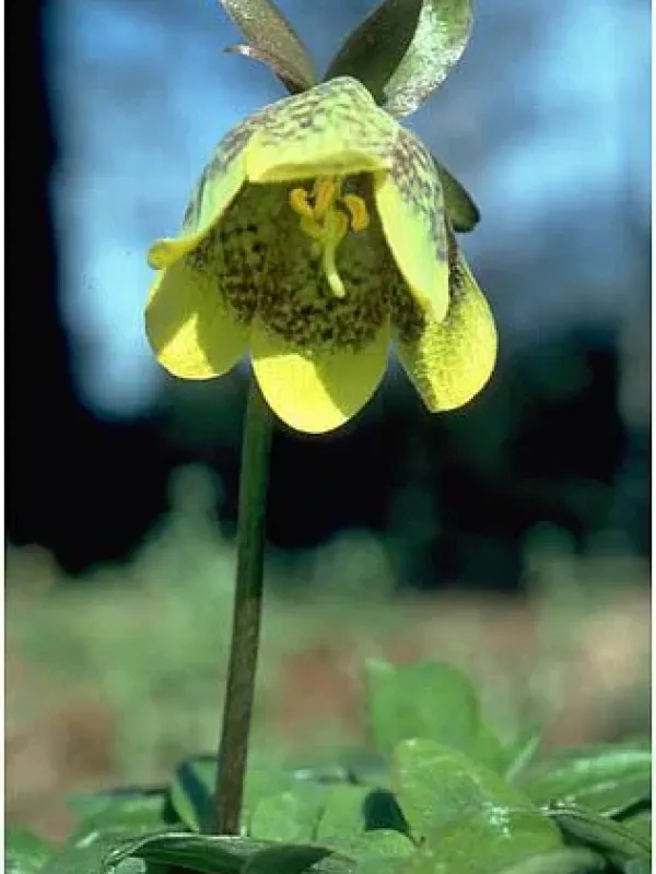 Fleischer's Fritillary