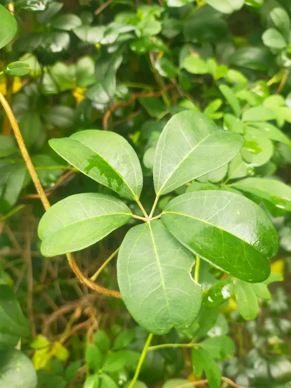 Akebia