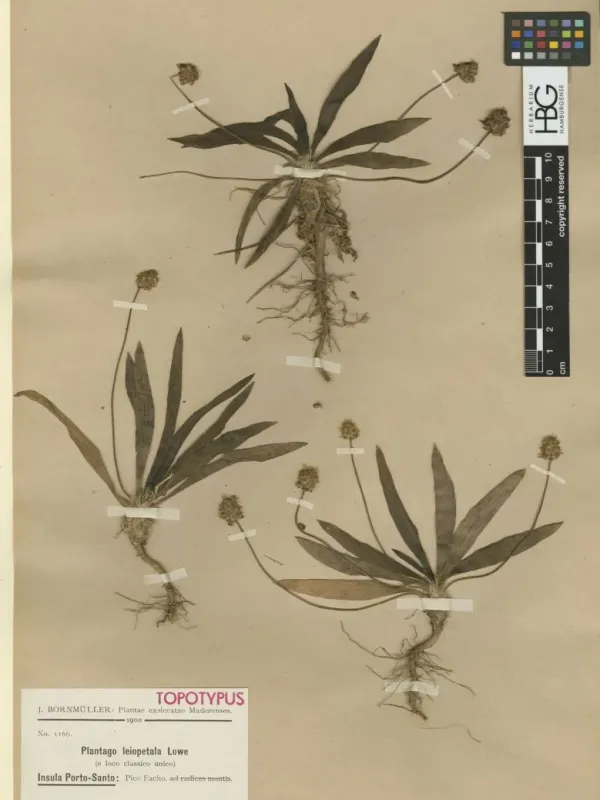 Plantago leiopetala