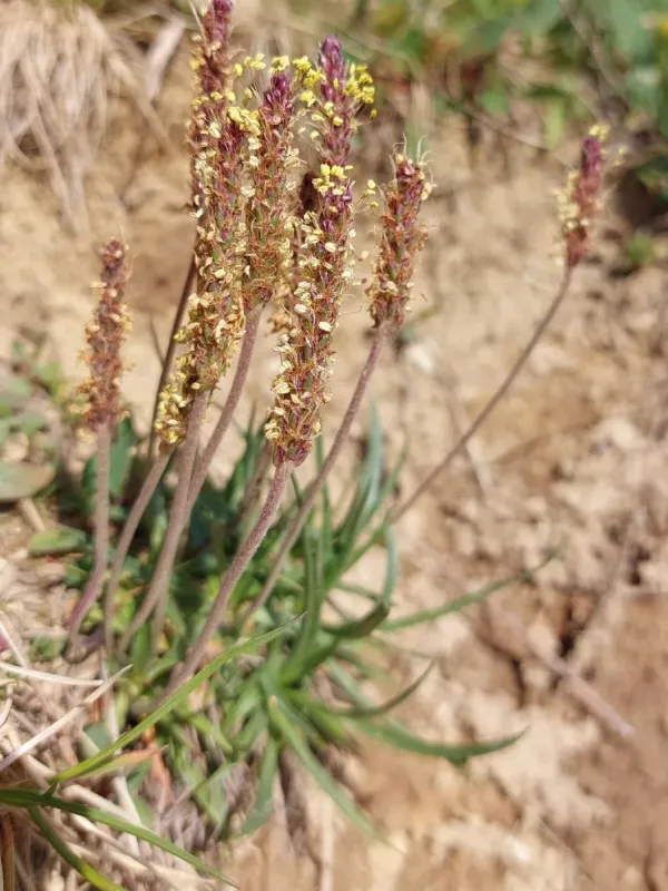 Alpine plantain