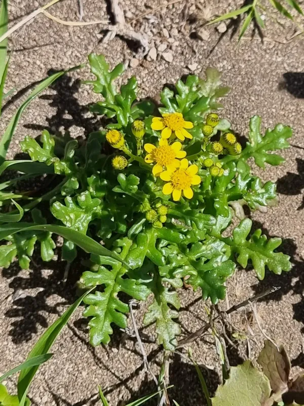 Thickened groundsel