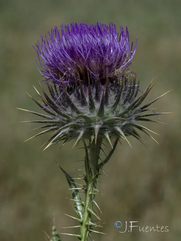 Onopordum corymbosum
