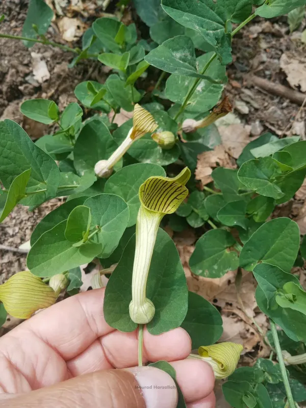 Aristolochia fontanesii