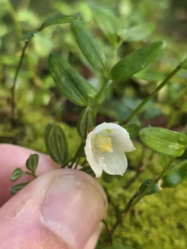 Luzuriaga parviflora