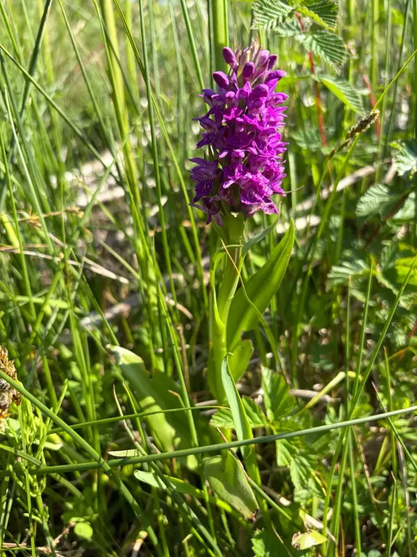 Northern marsh orchid
