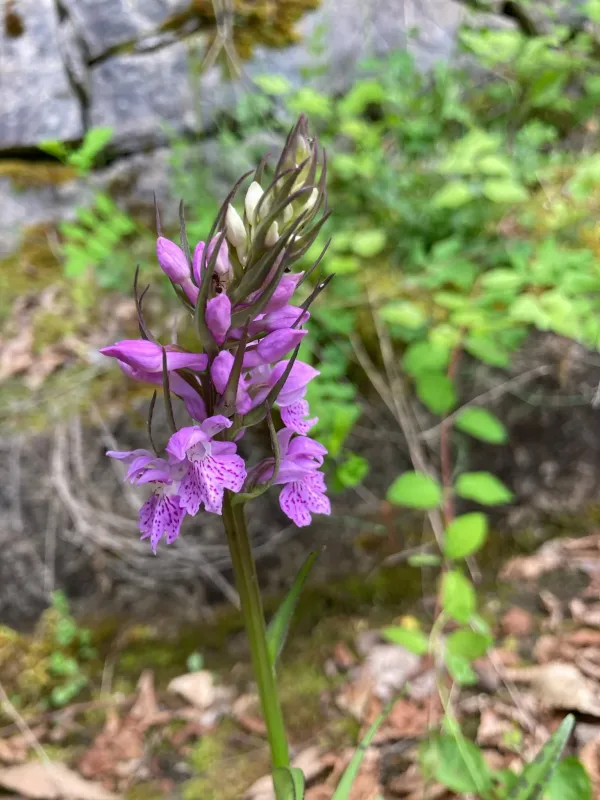 Dactylorhiza saccifera
