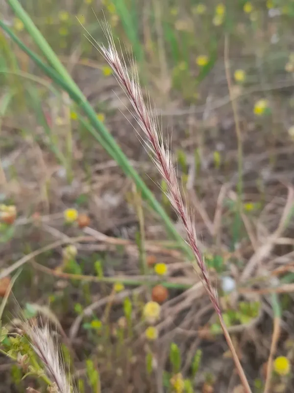 Vulpia ciliata