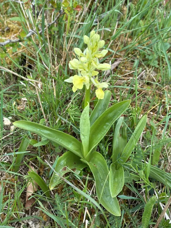 Pale-flowered orchid