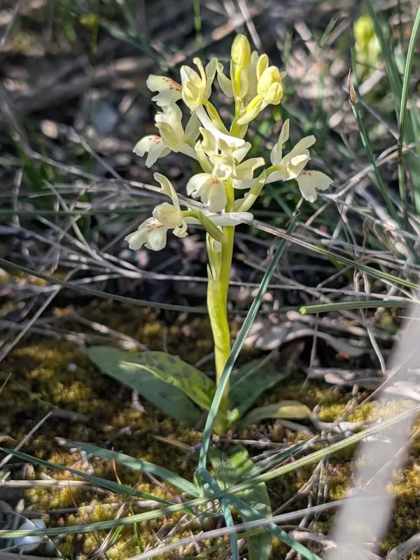 Orchis provincialis