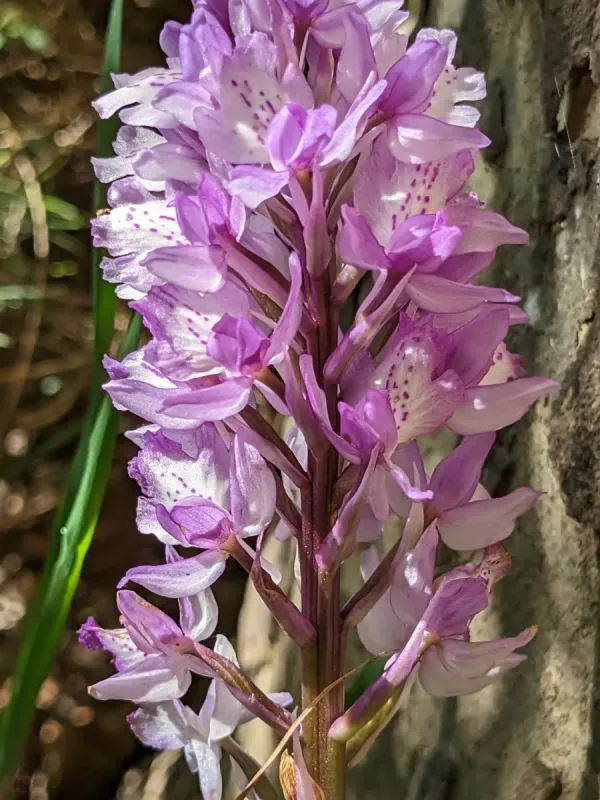 Orchis scopulorum