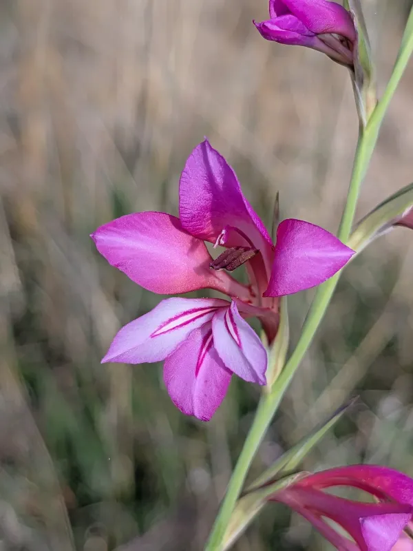 Gladiolus dubius