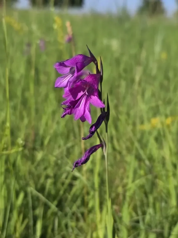 Marsh gladiolus