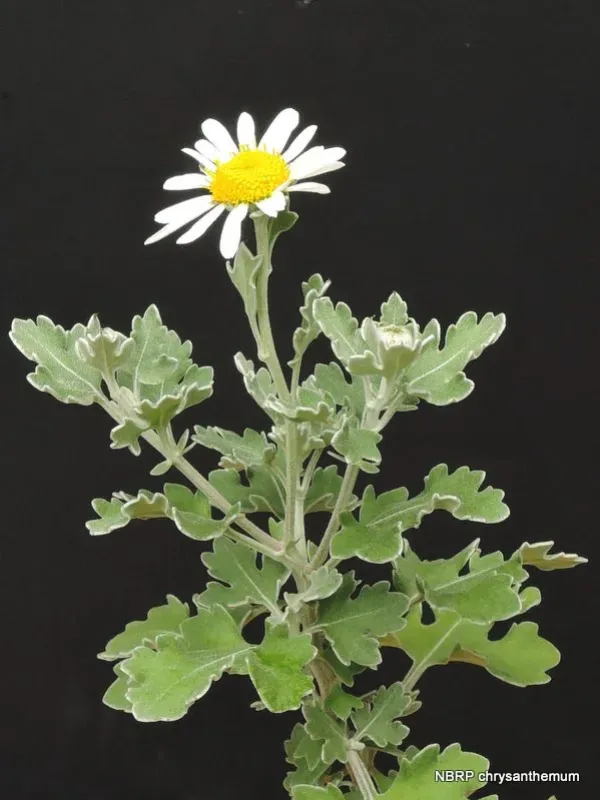 Chrysanthemum crassum