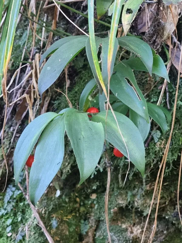 Ruscus streptophyllus
