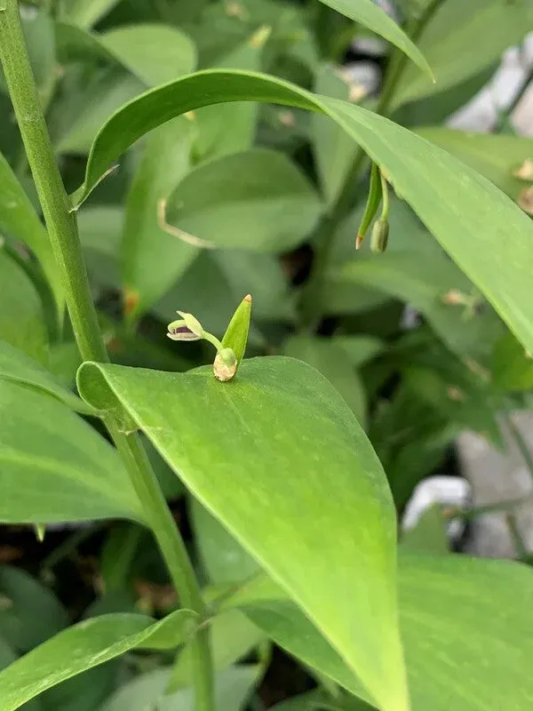 Ruscus microglossum