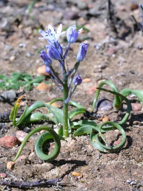 Hyacinthoides mauritanica