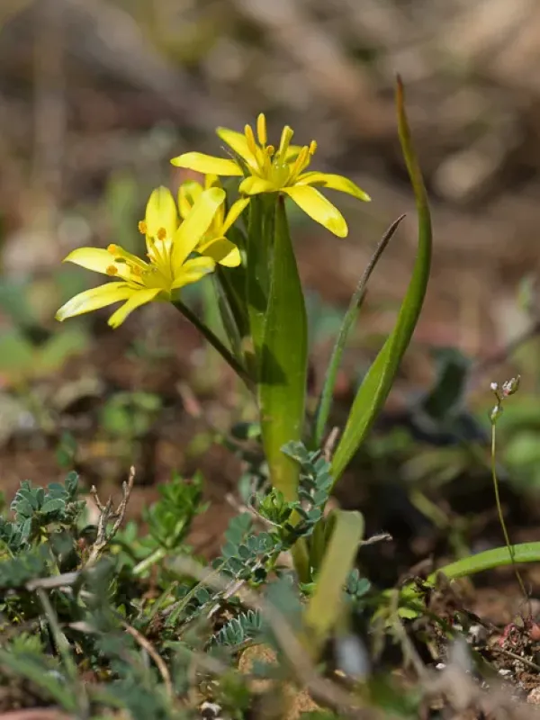 Lusitanian star-of-Bethlehem
