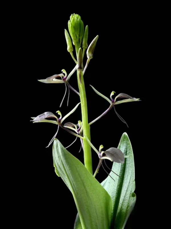 Liparis makinoana