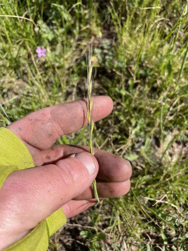Rat's-tail fescue