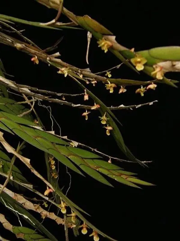 Dendrobium anceps