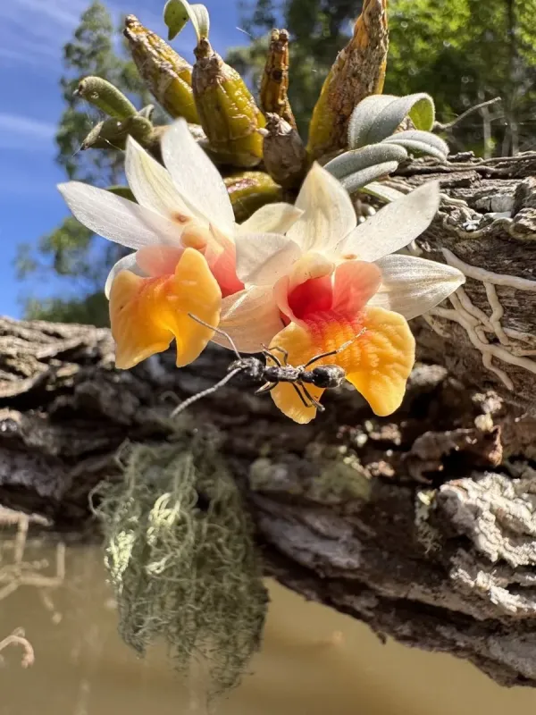 Dendrobium bellatulum