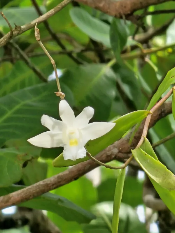Dendrobium crumenatum