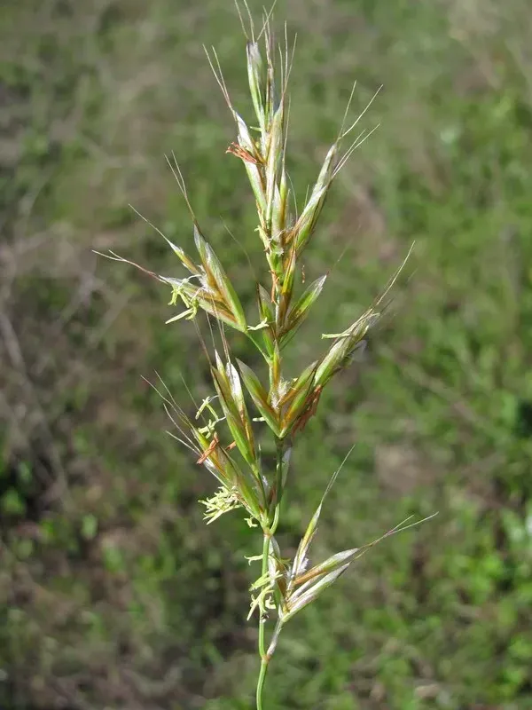Compressed oat-grass