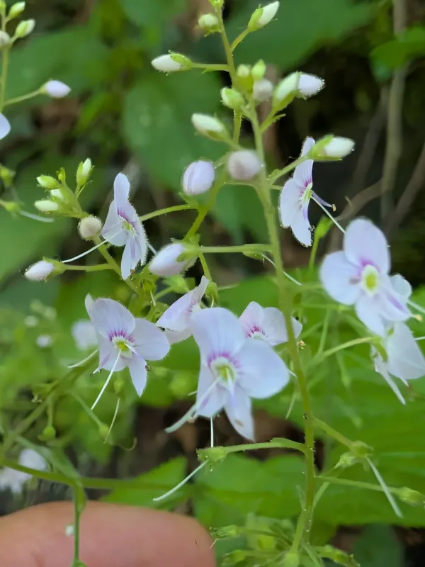 Nettle-leaved speedwell