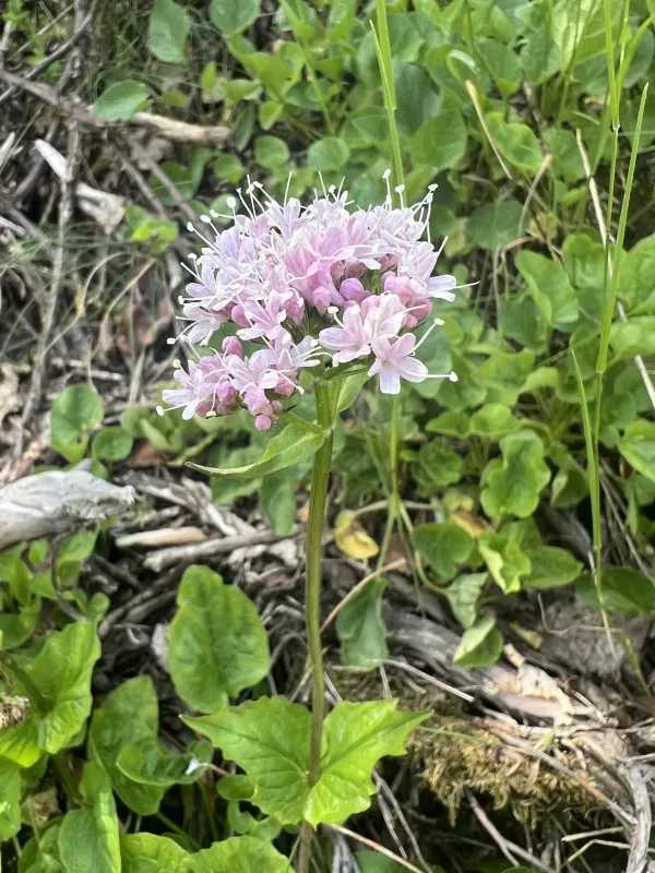 Mountain valerian