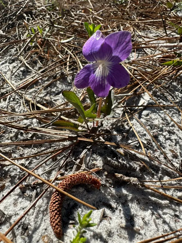 Seven-lobed violet