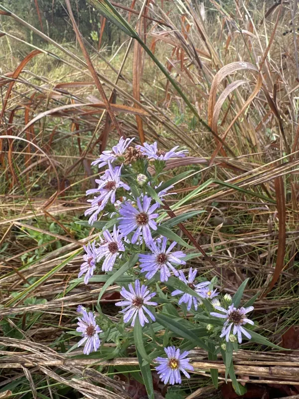 Willow-leaved aster