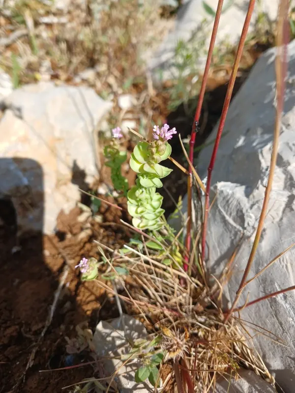 Aethionema heterocarpum