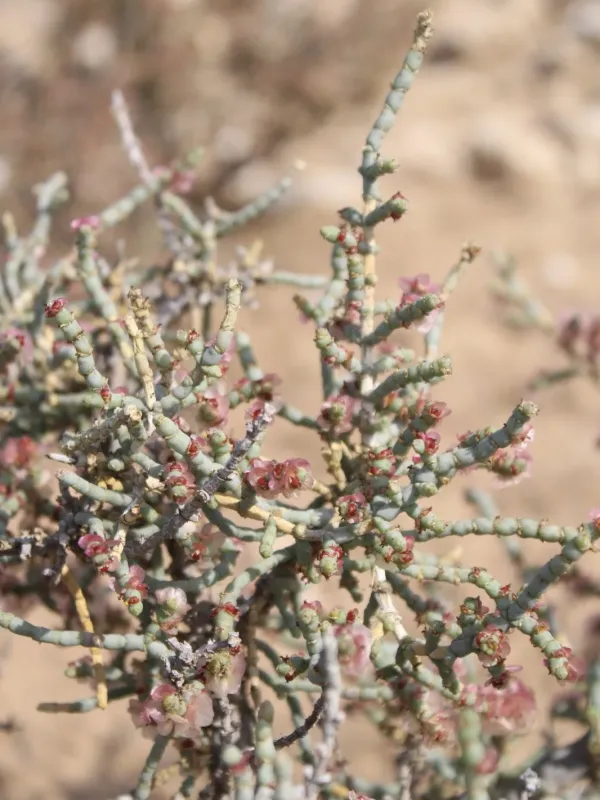 Anabasis articulata