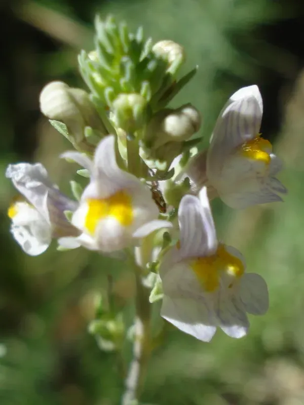 Anarrhinum forsskaolii