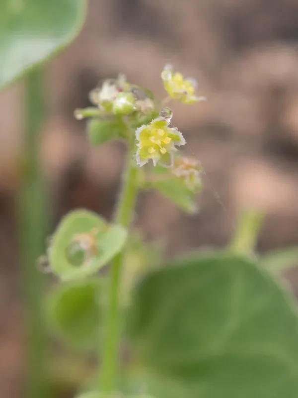 Andrachne aspera