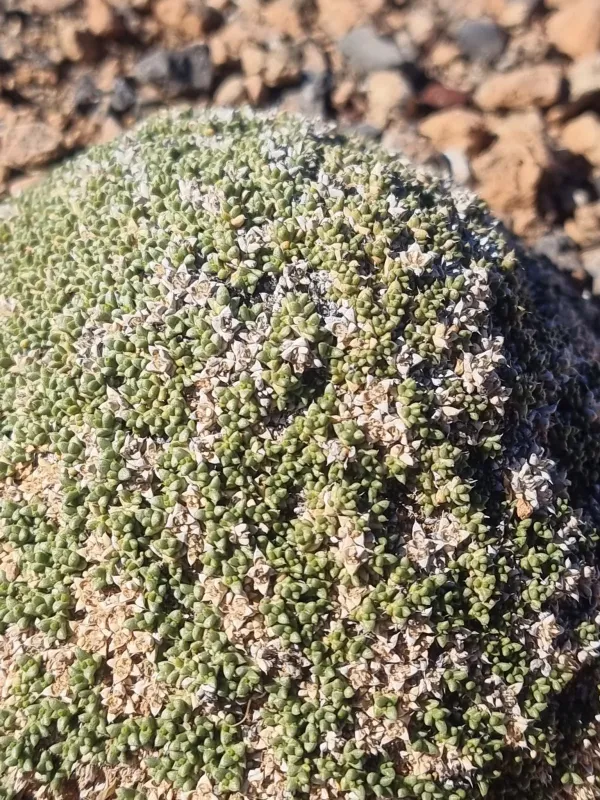 Anabasis aretioides