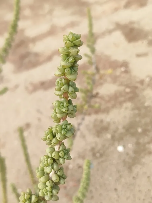 Traganum moquinii