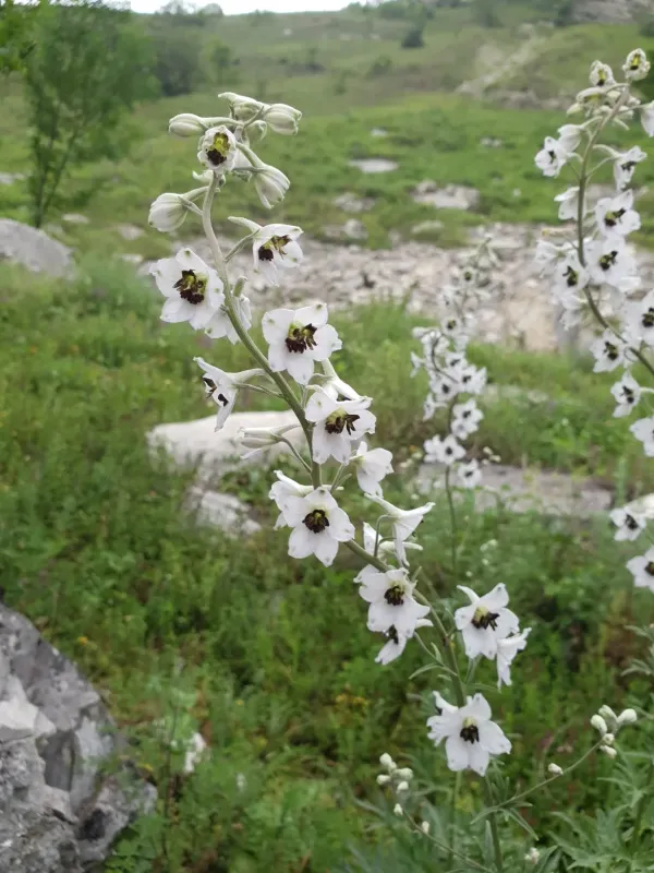 Curly larkspur